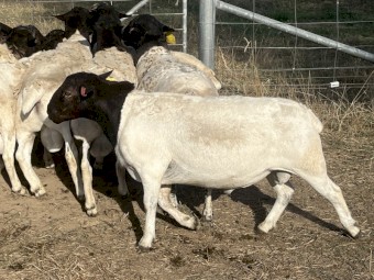 Dorper Flock rams NE Vict