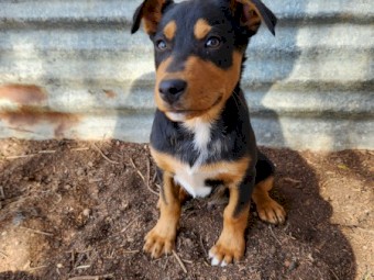 Kelpie Pups - Supreme Blood.
