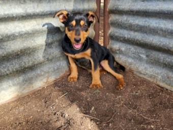 Kelpie Pups - Supreme Blood.