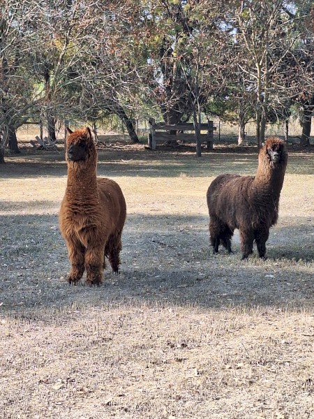 female alpacas