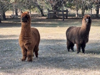 female alpacas