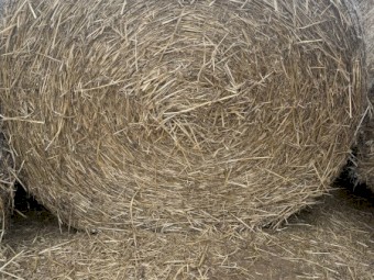 Wheat Straw