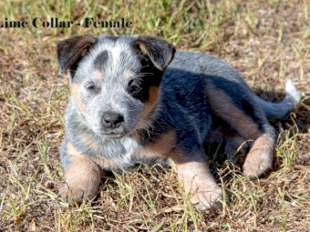 Blue & Red Heeler Cattle Dog Pups - FOR SALE