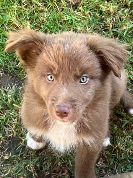 Pure Bred Border Collie Puppy 9 weeks old