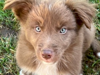 Pure Bred Border Collie Puppy 9 weeks old