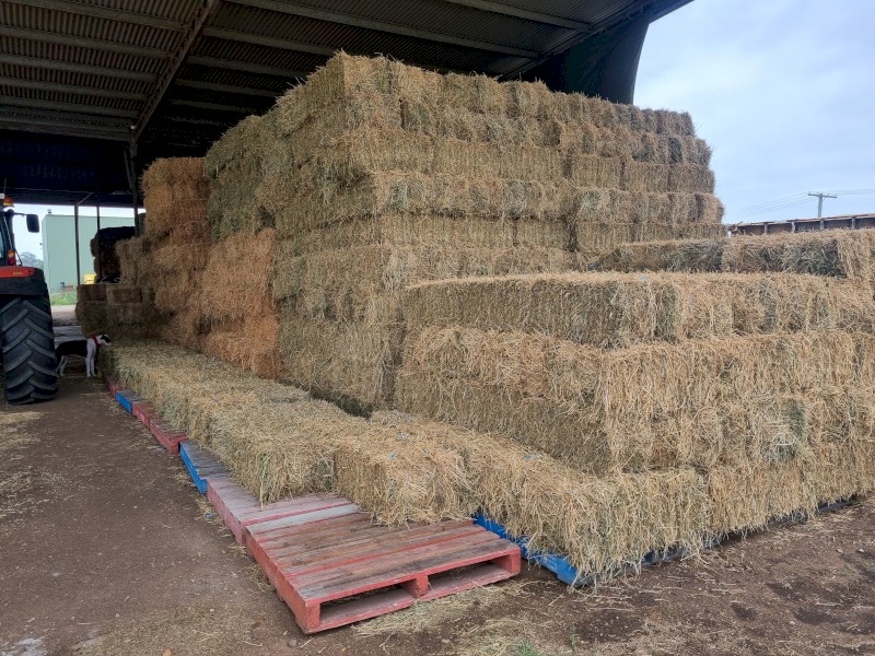 Lucerne Hay Small Squares