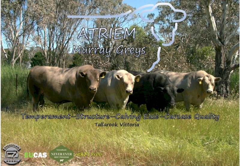 Murray Grey Yearling Bulls