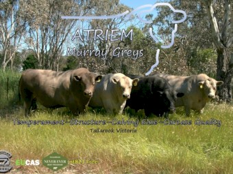 Murray Grey Yearling Bulls