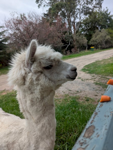 Male Alpaca