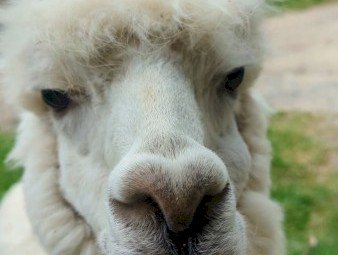 Male Alpaca