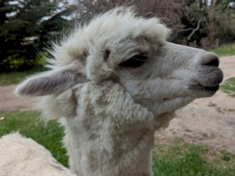 Male Alpaca