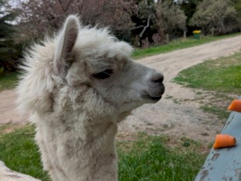 Male Alpaca