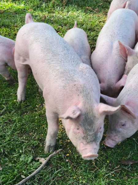 Large White X Berkshire Weaners x 25