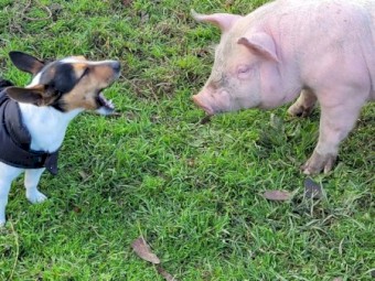 Large White X Berkshire Weaners x 25
