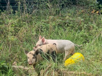 Large White X Berkshire Weaners x 25