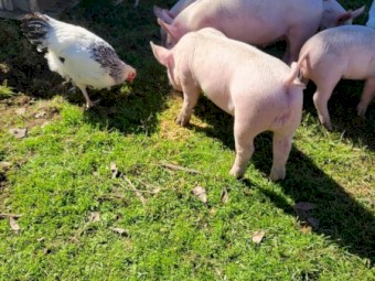 Large White X Berkshire Weaners x 25