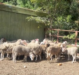 Rams Age between 1year to 5years 