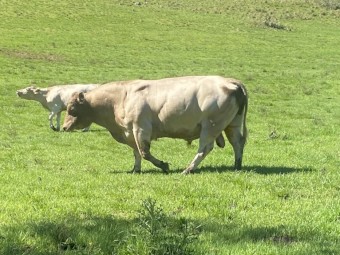 Murray Grey Bull 5yo
