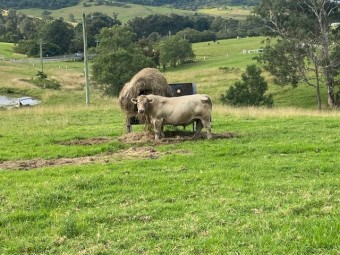 Murray Grey Bull 5yo