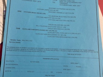 Murray Grey Bull 5yo