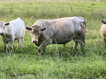 Murray Grey Bull 5yo