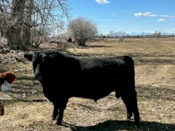 4 year old black angus bull 