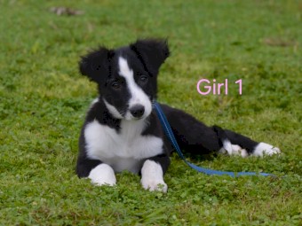 Purebred BORDER COLLIE - UK Sire