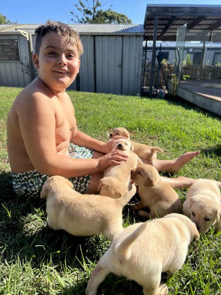 Labrador retriever puppies 