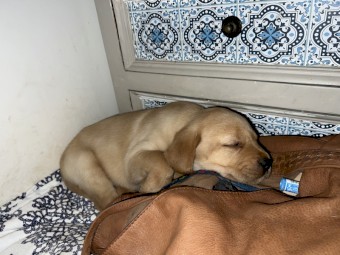 Labrador retriever puppies 