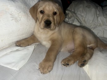 Labrador retriever puppies 