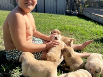 Labrador retriever puppies 