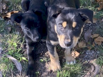 Kelpie puppies
