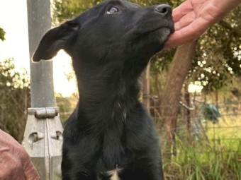 Kelpie puppies