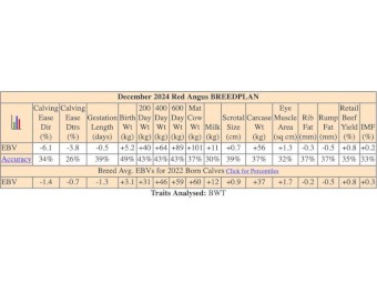 Registered Red Angus Bull