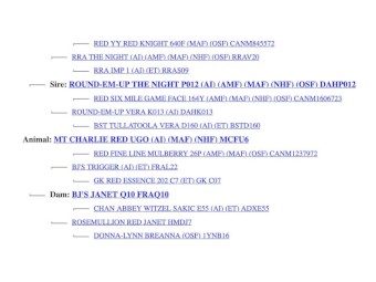 Registered Red Angus Bull