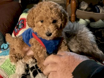 Miniature Red Female Poodle pup for sale