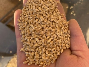 Sunchaser Wheat Seed
