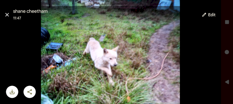 Stumpy tail red cattle Dog 
