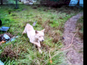 Stumpy tail red cattle Dog 