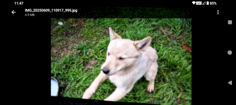 Stumpy tail red cattle dogs