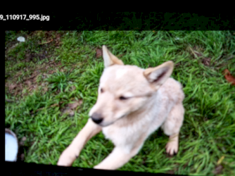 Stumpy tail red cattle dogs