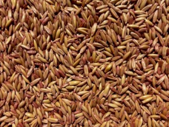 1.5mt Yallara Oat Seed