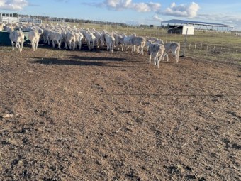 White  Dorper Ewes