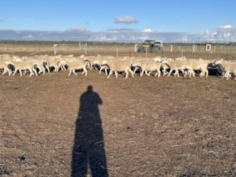 White  Dorper Ewes