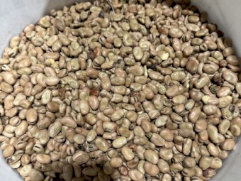 50ton faba beans