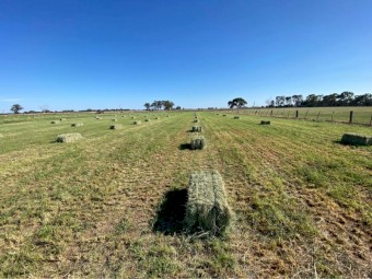 Premium Cereal Hay for Sale – Clean & Nutrient-Rich 
