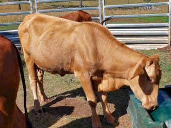 4 Cows> 3 x Charolais X and 1 x Droughtmaster Cross (Sell as a Package) NO GST Payable