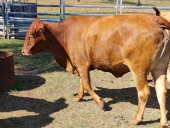 4 Cows> 3 x Charolais X and 1 x Droughtmaster Cross (Sell as a Package) NO GST Payable