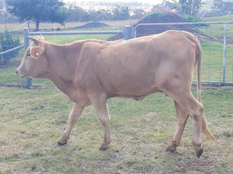 4 Cows> 3 x Charolais X and 1 x Droughtmaster Cross (Sell as a Package) NO GST Payable