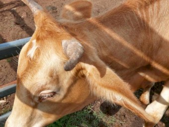 4 Cows> 3 x Charolais X and 1 x Droughtmaster Cross (Sell as a Package) NO GST Payable